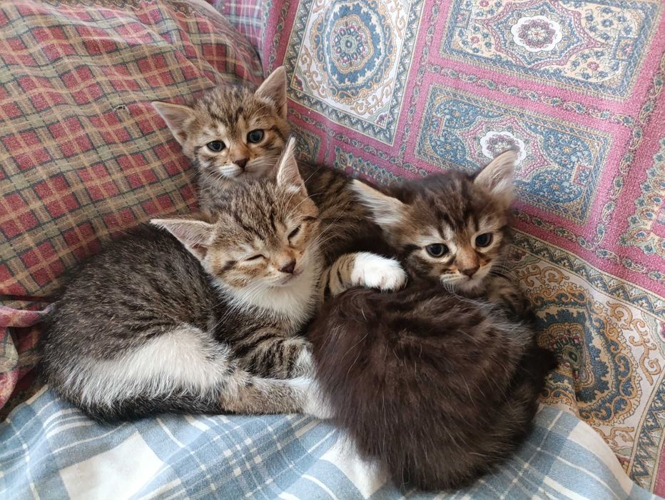 Котята в добрые руки.
