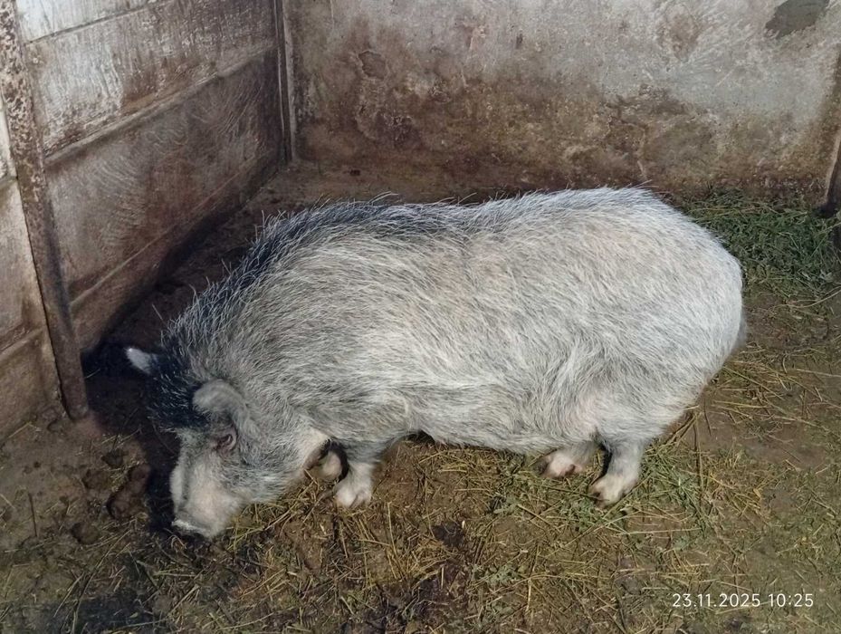 Продам-Обміняю Кнура