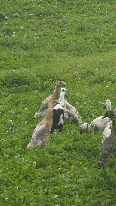 Biegus Indyjski pary