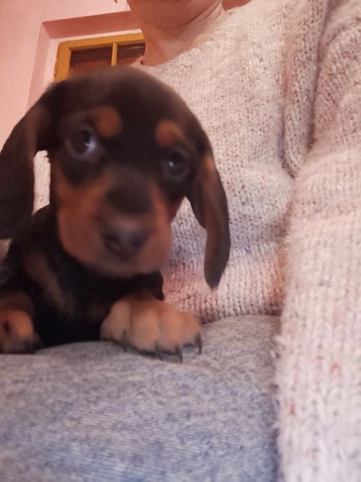 Sprzedam suczkę jamnika miniaturkę czarną podpalaną