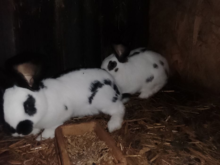 Króliki srokacz niemiecki