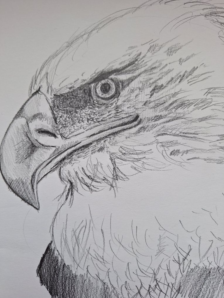 Serigrafia a Carvão Desenho Científico