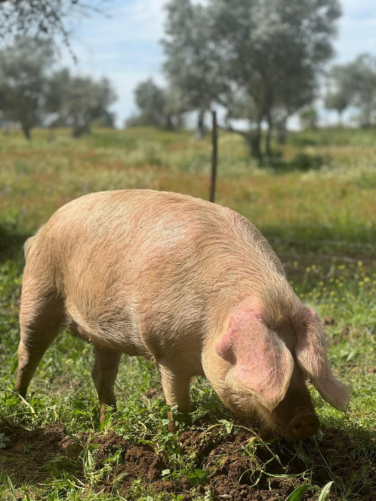 CaMpig.  Leitoês bisaros puros