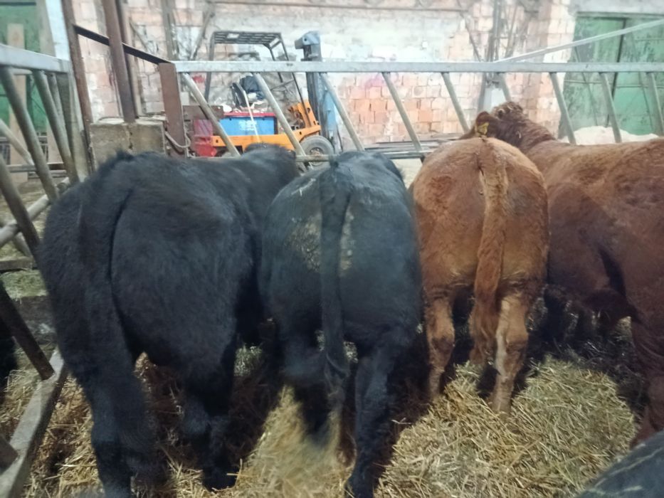 Byczki Limousine Mięsne LM MM Polskie