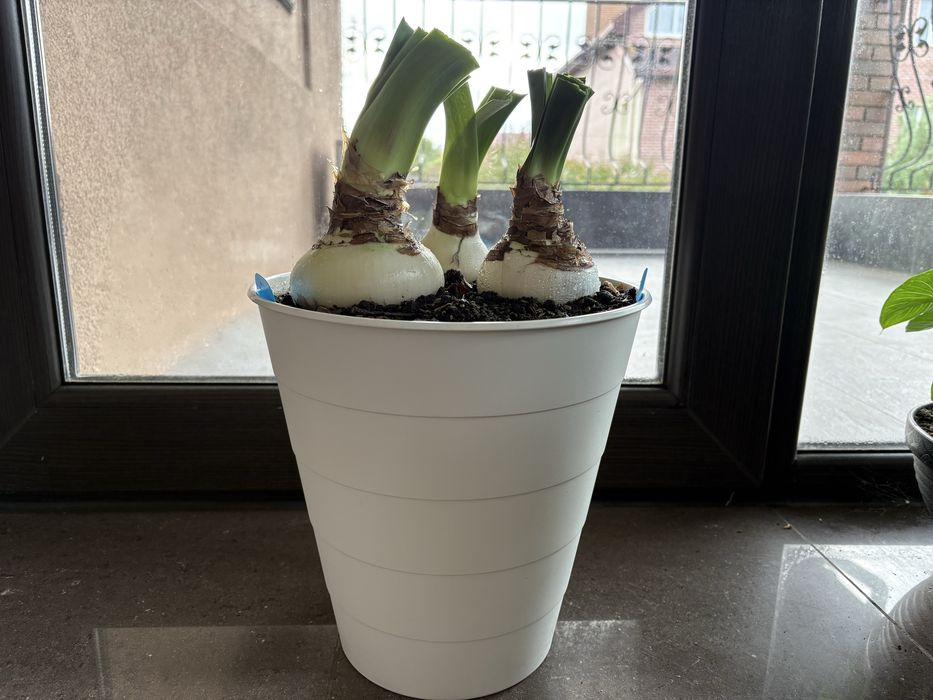 Набор: Три большие луковицы гиппеаструмов разных сортов