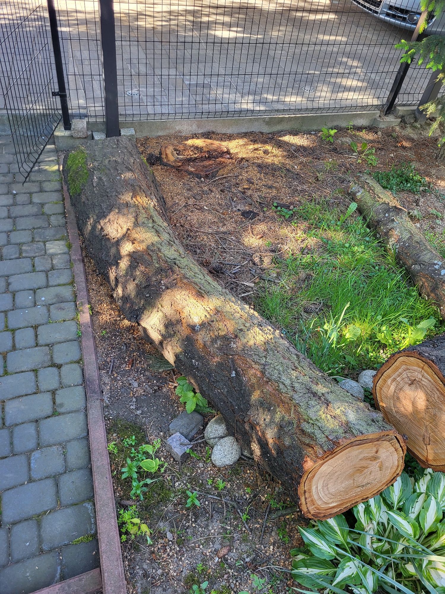 Czereśnia Czereśnie pień drzewo drewno