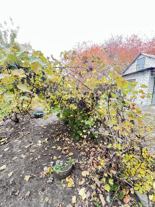 Продаж дачного будинку у Новій Водолазі