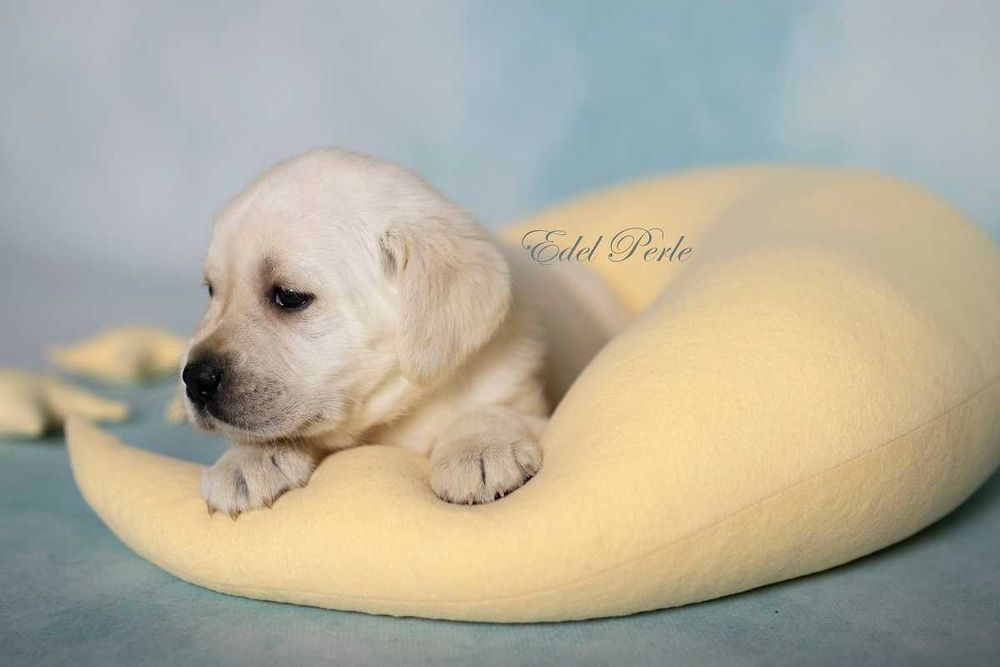 Labrador Retriever Śliczna Suczka ZKwP FCI