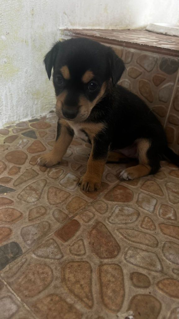 Adoção responsavel
