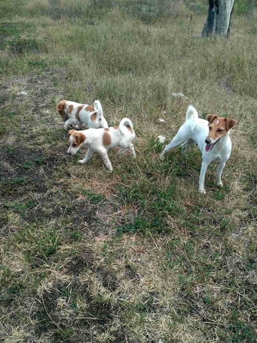 Хлопчик Джек Рассел