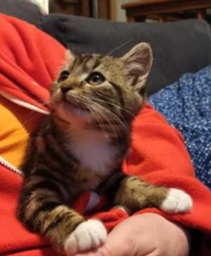 Mała kotka szuka domu