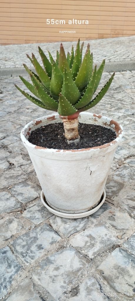 Conjunto de plantas. Em Loulé.