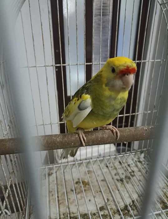 Vendo Rosela penante