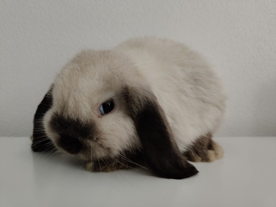 Mini Lop królik gotowe do odbioru