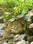 Muszlowce Lamprologus ocellatus pokolenie F0