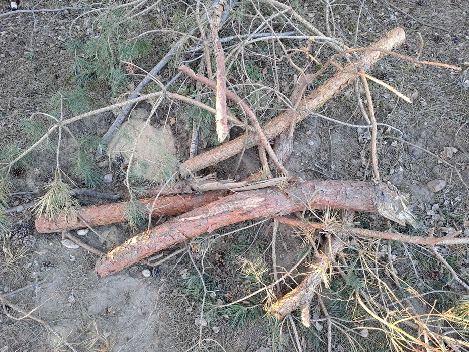 oddam gałęzie drzewo