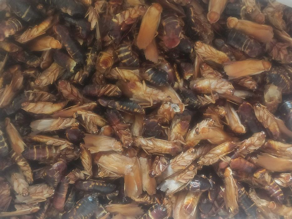 Заморожений туркменський тарган тільки ПОЛТАВА! Корм для серпокрильців