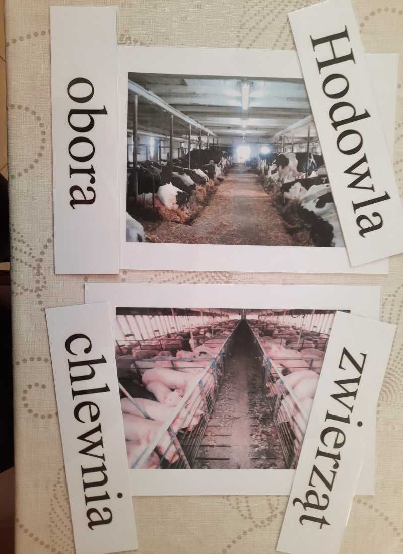 Pakiet ilustracji A 4 w dużym segregatorze "Przedszkole"