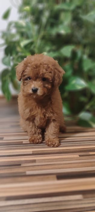 Pudel Toy Gotową do odbioru Red Brown Płowy Suczka