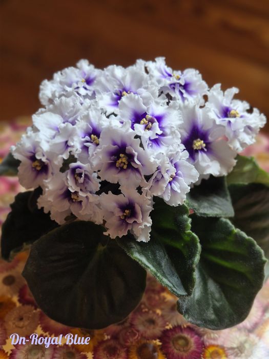 Сортові фіалки: дітки та свіжий зріз