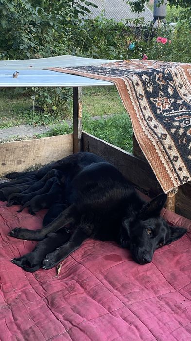 Продаю цуценят бельгійської вівчарки