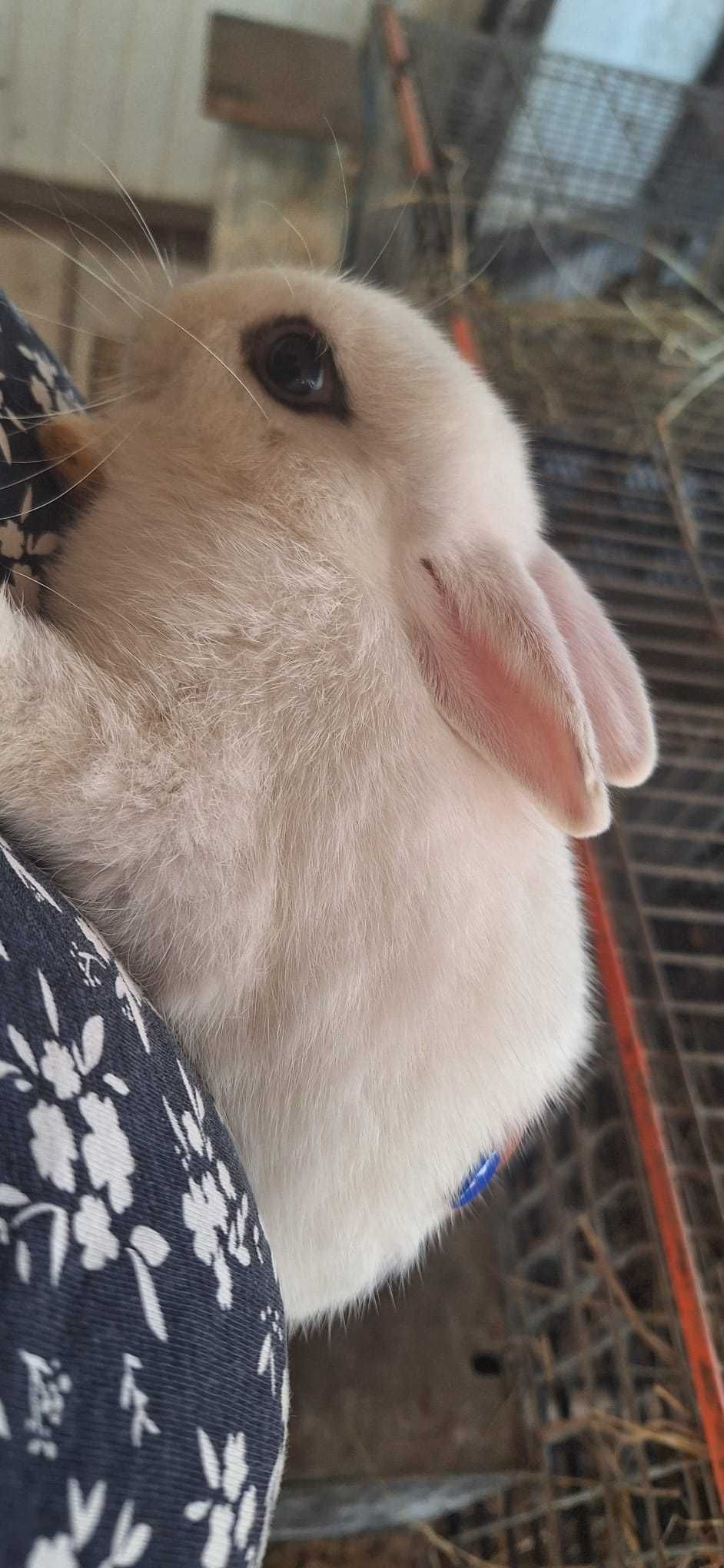 Coelhinha anã muito linda e meiguinha