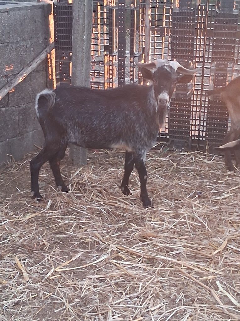 Cabrito com 1 ano e meio