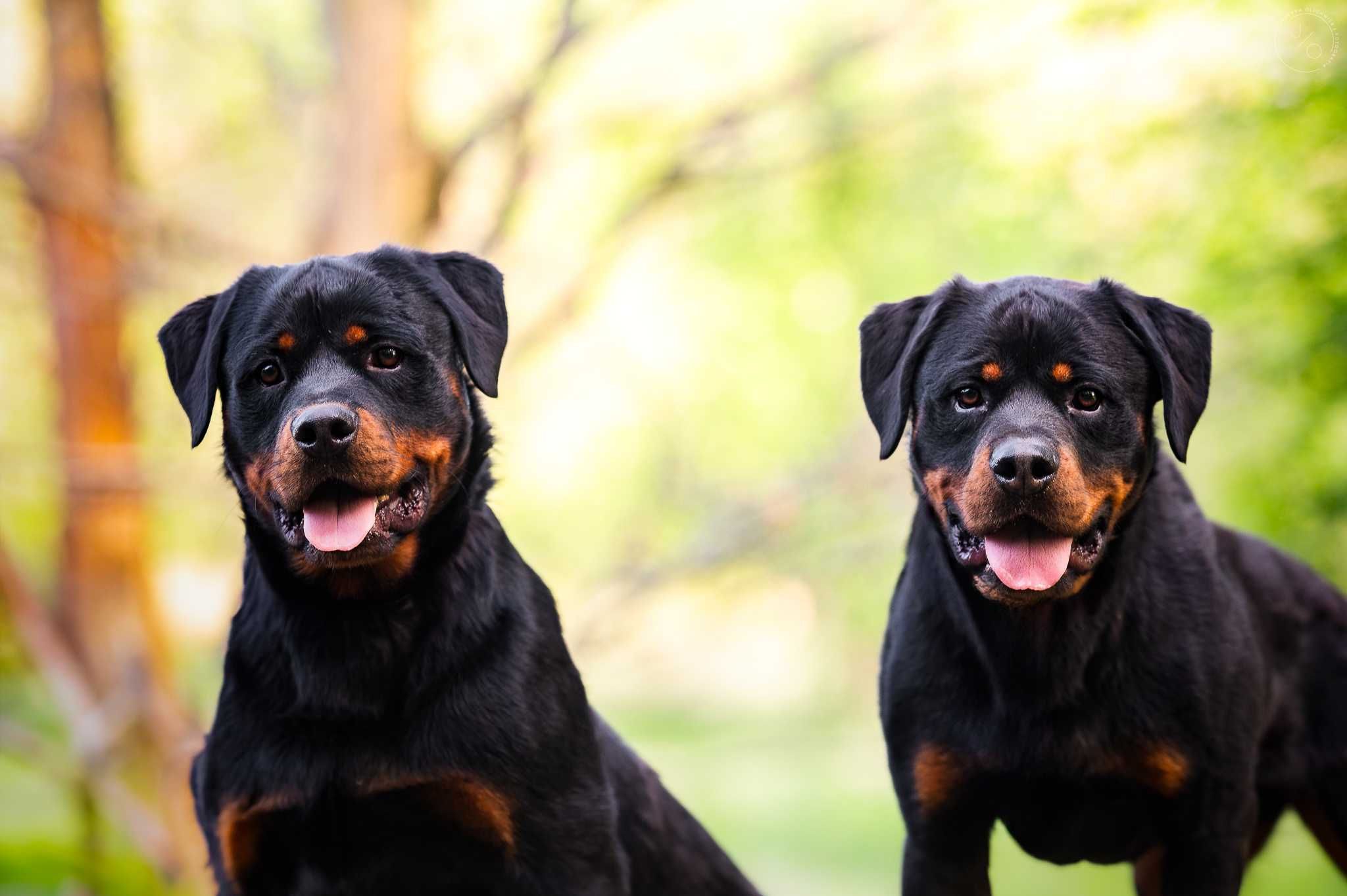 Nando w typie rottweilera - schronisko