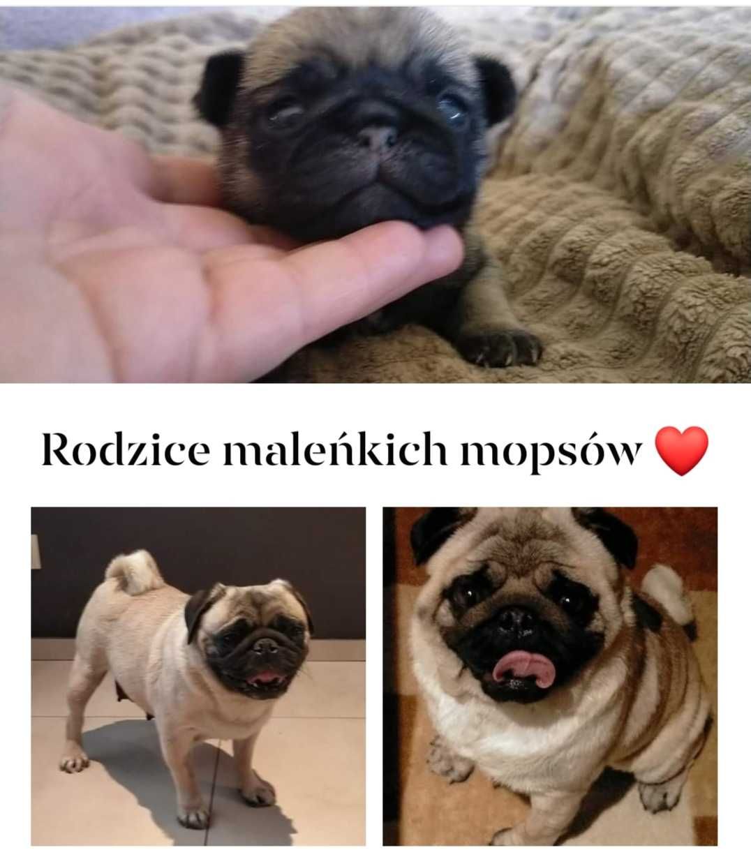 Mops beżowa suczka szczenię