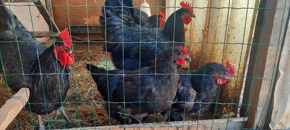 Galos ou Casais Jersey Gigante Negro