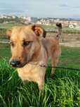 Cão Alegre para doação