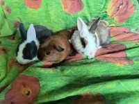 Кролики Карликовые и Мини карликовые
