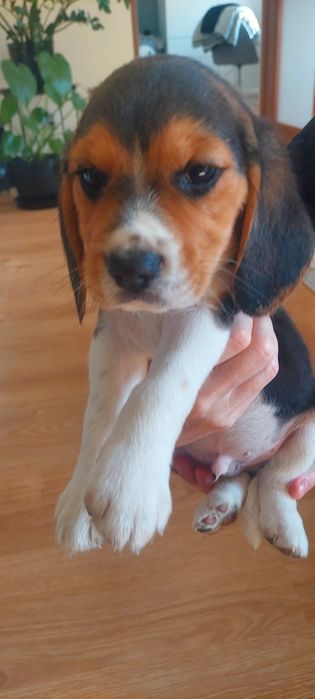 BEAGLE maluszek-