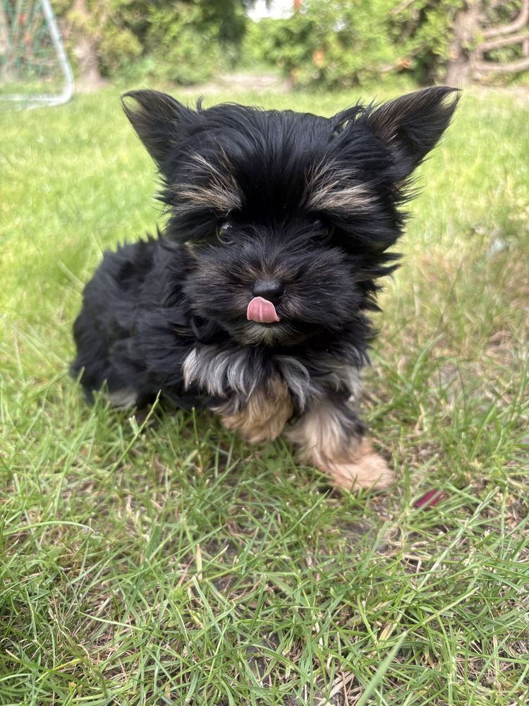 Gotowy do odbioru Yorkshire terrier Black and Tan Nie wybarwi sie!!!