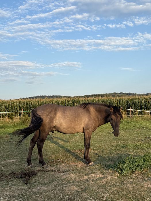Sprzedam konika polskiego!