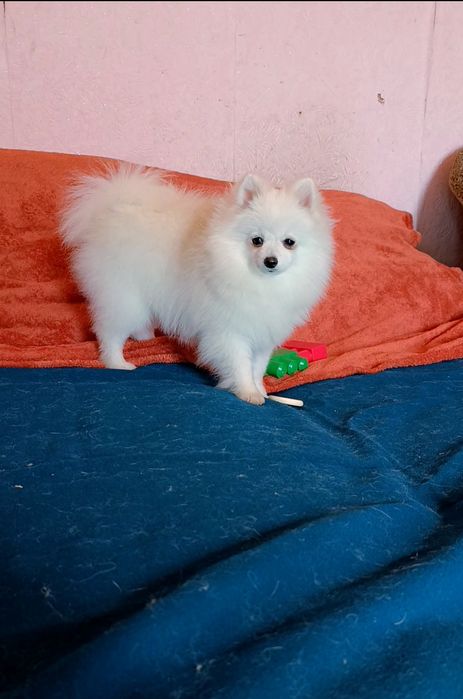 Підрощена дівчинка