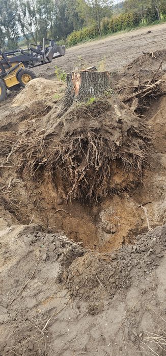 Korzeń dębu 75cm sredbicy