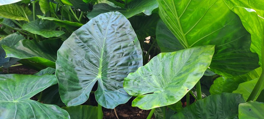 Planta tropical natural