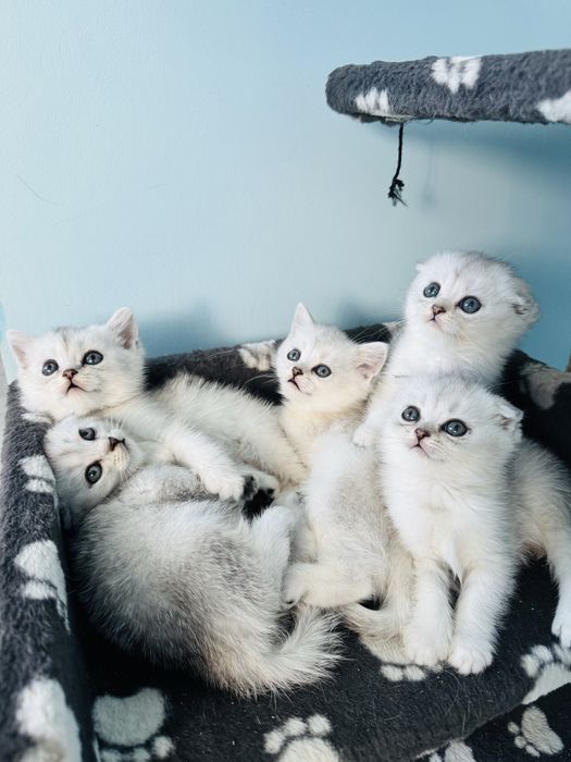 Шиншили. Веслоухі і прямовухі. Скотіш Страйт і Фолд