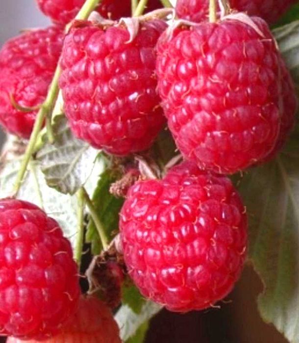 Саджанці малини  raspberry tree (ремонтантна) малина червона