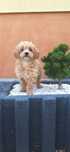 Maltipoo   suczka
