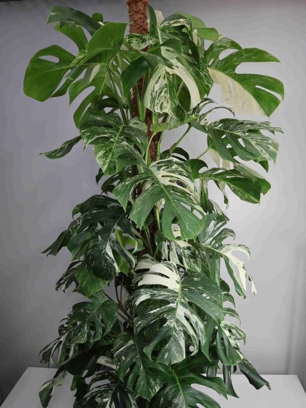 Monstera dziurawa variegata kolekcjonerska