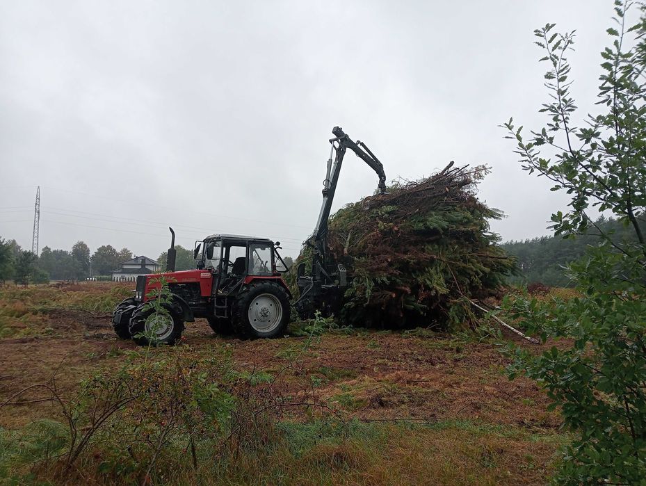 Wycinka drzew za darmo, w zamian za materiał, wycinka samosiewów