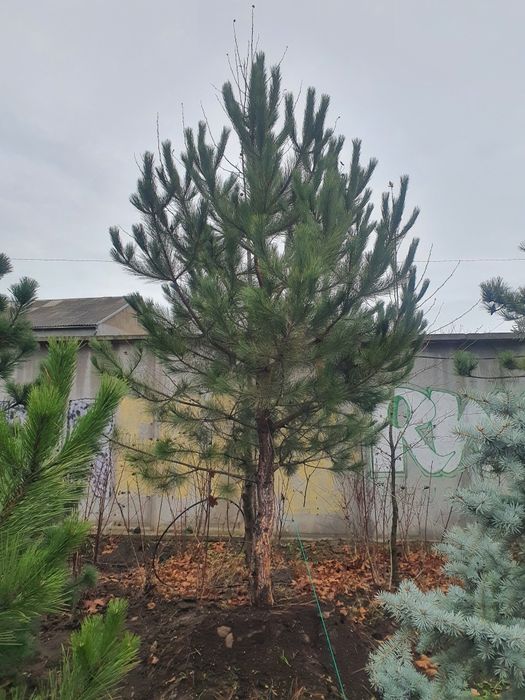 Ель голубая хупси глаука кейбаб и другие