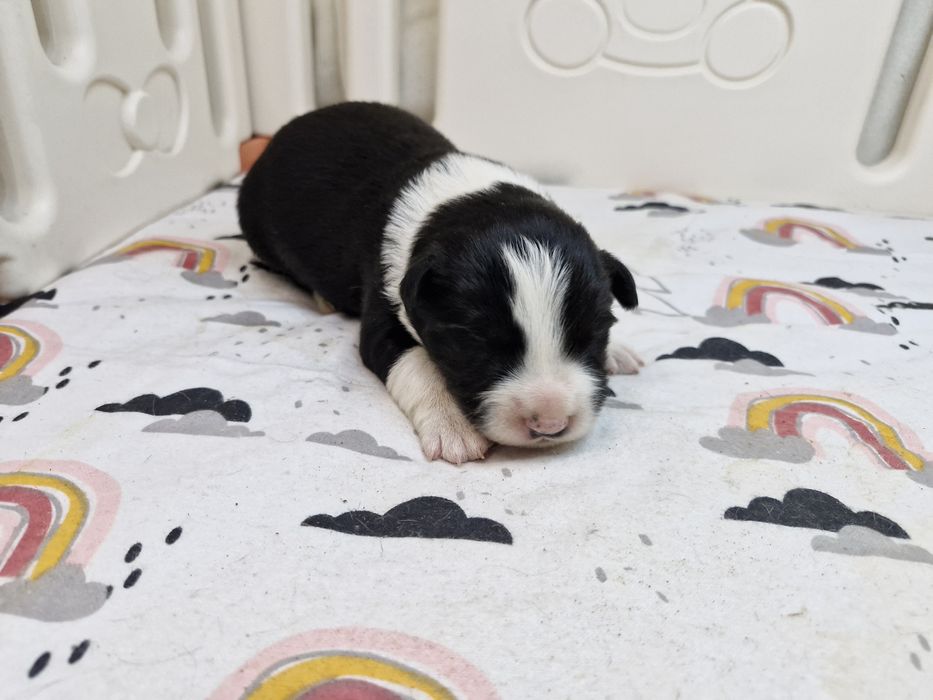 Border Collie piesek czarno biały