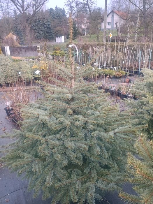 Świerk Srebrny Choinka w donicy