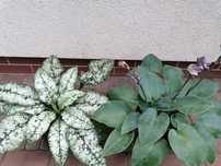 Rosliny do cienia(funkia i miodunka). 2 szt.