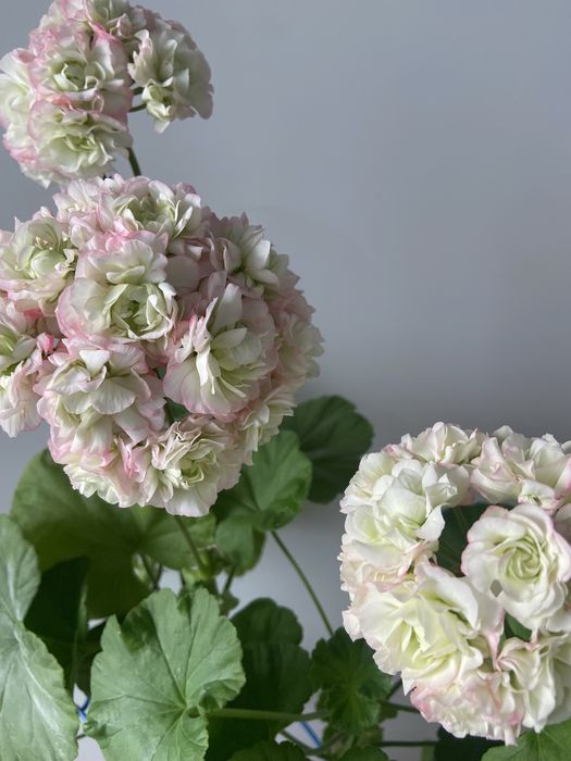 Пеларгонія  зональна, духмяна