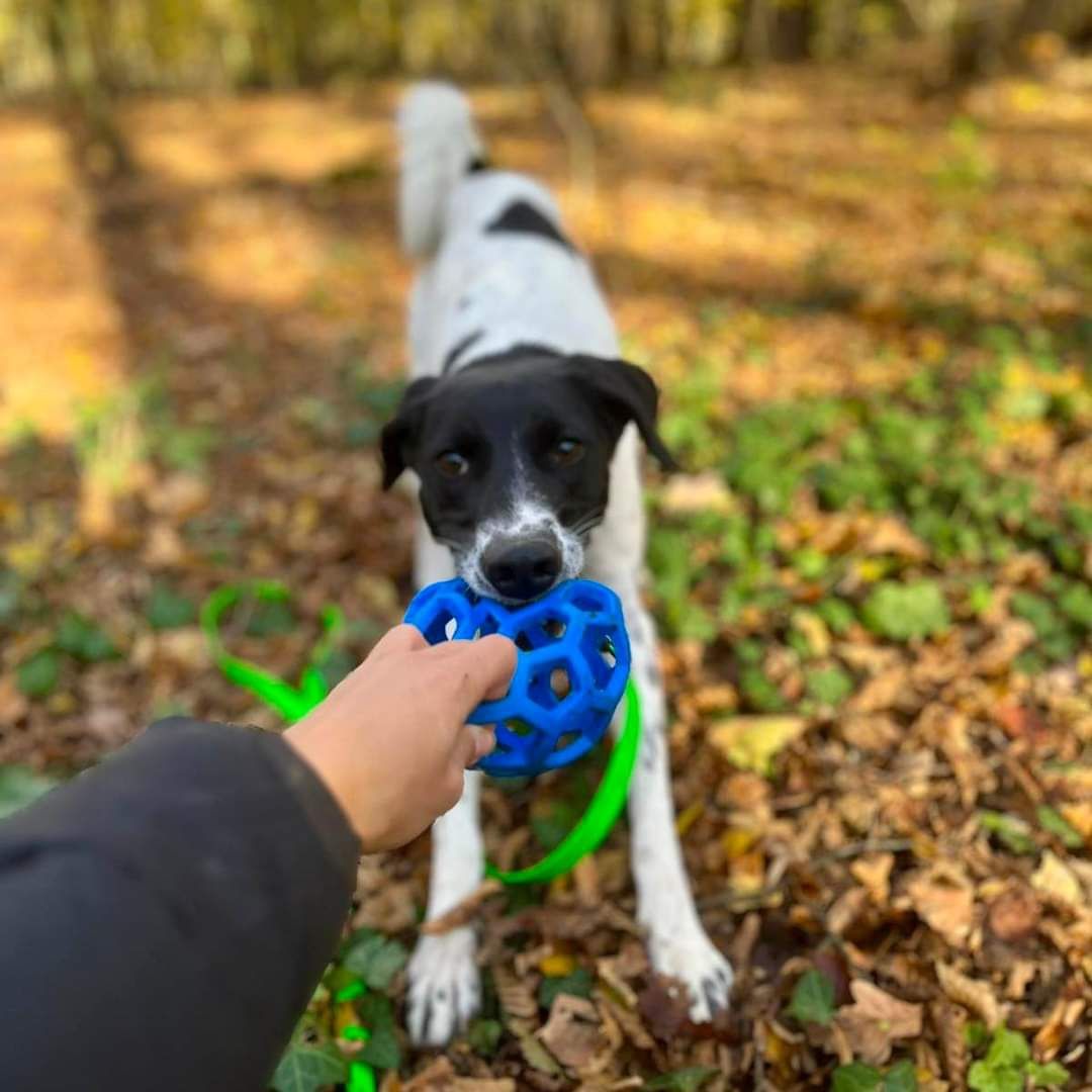 Zoya w typie ras myśliwskich do adopcji!