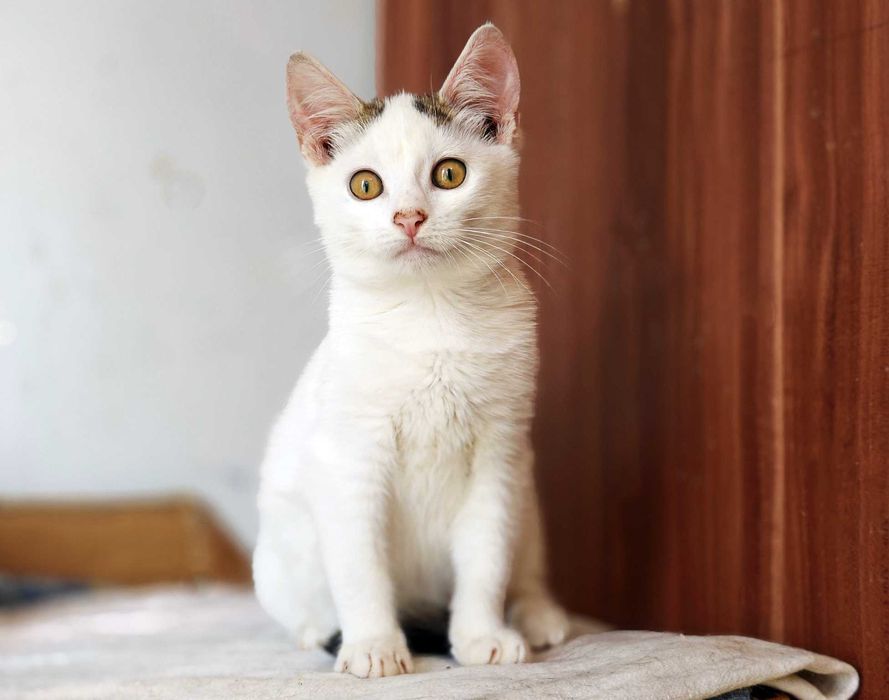 Красуня Совушка дуже хоче знайти свого господаря, кіт кошеня кот кішка